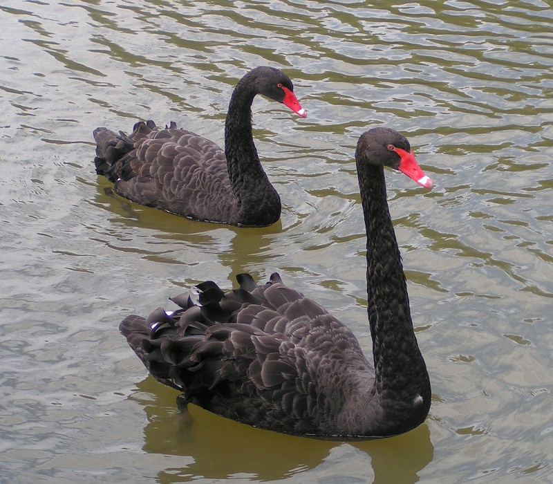 China - The Mother of All Gray Swans / Japan - Past The Point of No Return