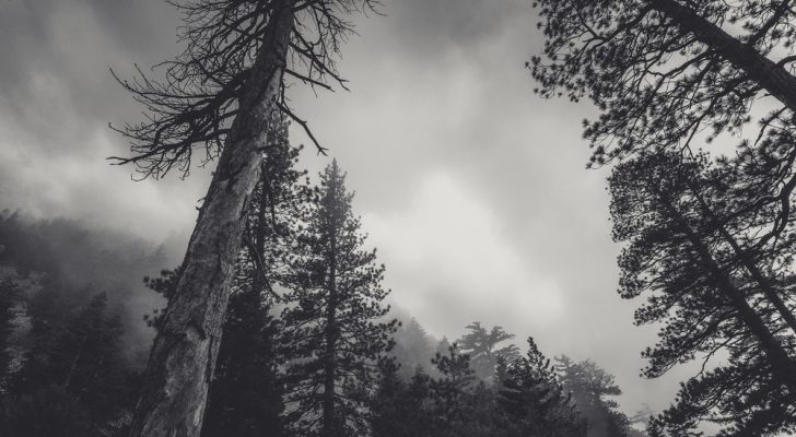 Stock Investors: You Have Nothing to Fear but Fear Itself